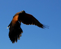 Harris's Hawk 2