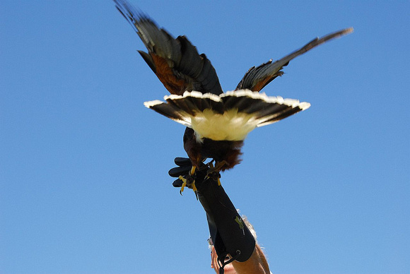 Harris's Hawk 6