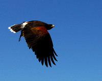 Harris's Hawk 1