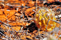 Scheer's fishhook cactus