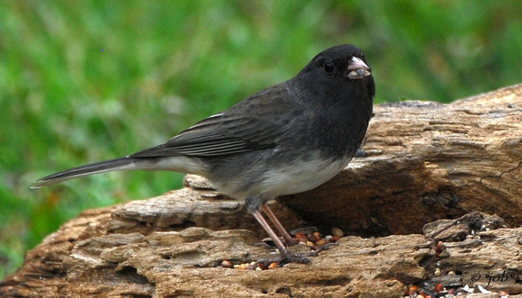 Dark-eyed junco