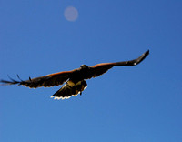 Harris's Hawk 3