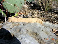 Mud Dauber Nest