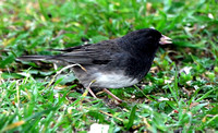 Dark-eyed junco