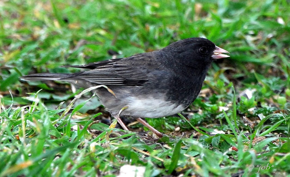 Dark-eyed junco