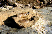 Mud Dauber Larvae