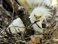 Great egret