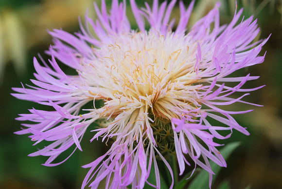 Centaurea americana