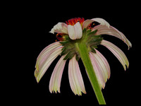 Narrow-leaf Purple Coneflower