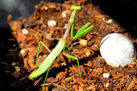 Carolina mantis (male)