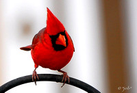 Northern cardinal