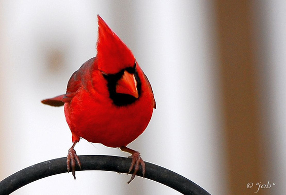 Northern cardinal