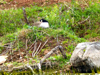 Nesting Canada goose