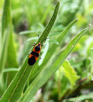 Large Milkweed Bug 2