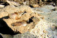 Mud Dauber Larvae