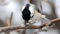 Carolina chickadee