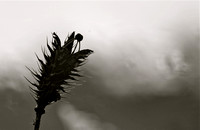 White prickly poppy seed pod