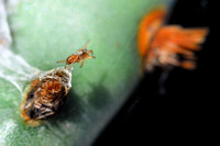 Prickly pear glochid