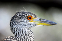 Yellow-crowned night heron (juvie)