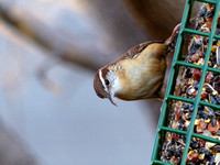 Backyard Birds ~ Winter 2014