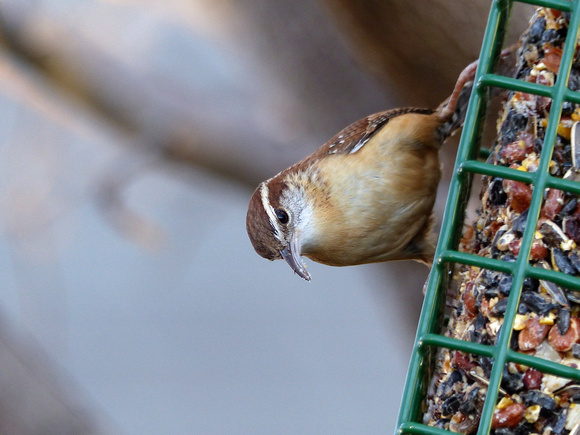 Carolina wren