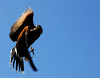 Harris's Hawk 11