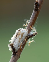 Mantids with Branch Tip Spider 6