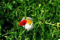 Indian blanket on "Cowboy's Fried Egg" (White prickly poppy)