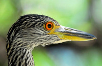 Yellow-crowned night heron (juvie)