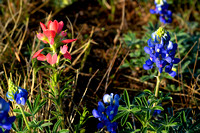 Bluebonnet Run ~ 2014 1