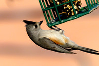 Black-crested (Mexican) titmouse