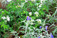 Silver-leaf nightshade & Bull nettle