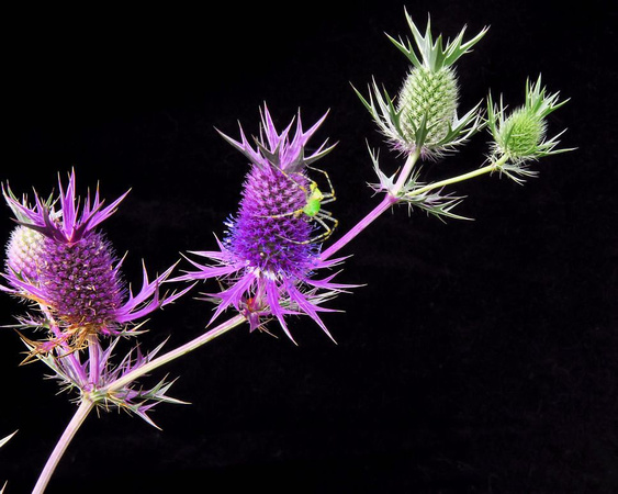 Green Lynx on Eryngo