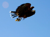 Harris's Hawk 10