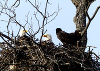 Llano River Bald Eagles 2014-02-22