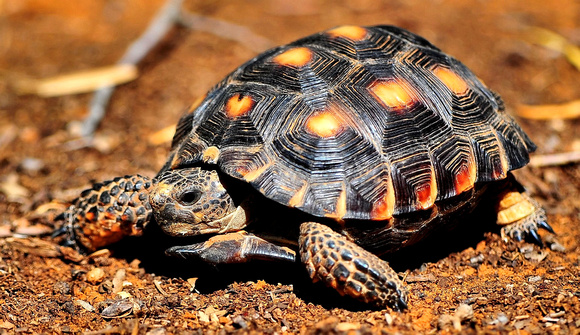 Texas tortoise (Threatened Species)