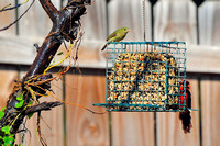 Painted bunting (female) & Northern cardinal (male)