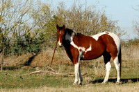 American Paint Horse (Tobiano)