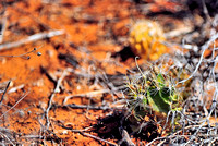 Scheer's fishhook cactus