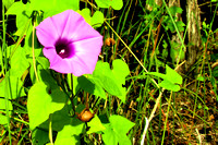 Sharp-pod Morning Glory