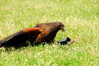 Harris's Hawk 12