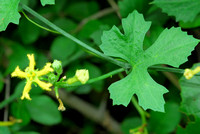 Ibervillea lindheimeri