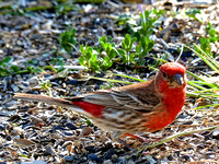 House finch (female)