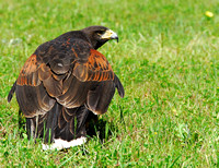 Harris's Hawk 13