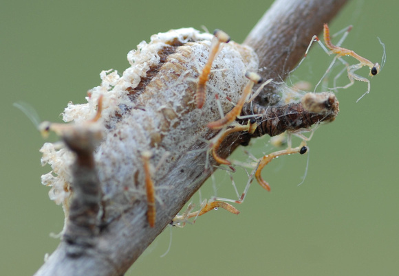 Mantid Instars with Branch Tip Spider 1