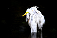 Egret & Heron Rookery - 2011