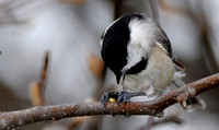 Carolina chickadee