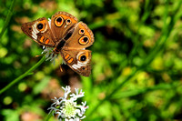 Common Buckeye