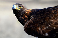 Lauren McGough with Golden Eagle