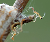 Mantids with Branch Tip Spider 2